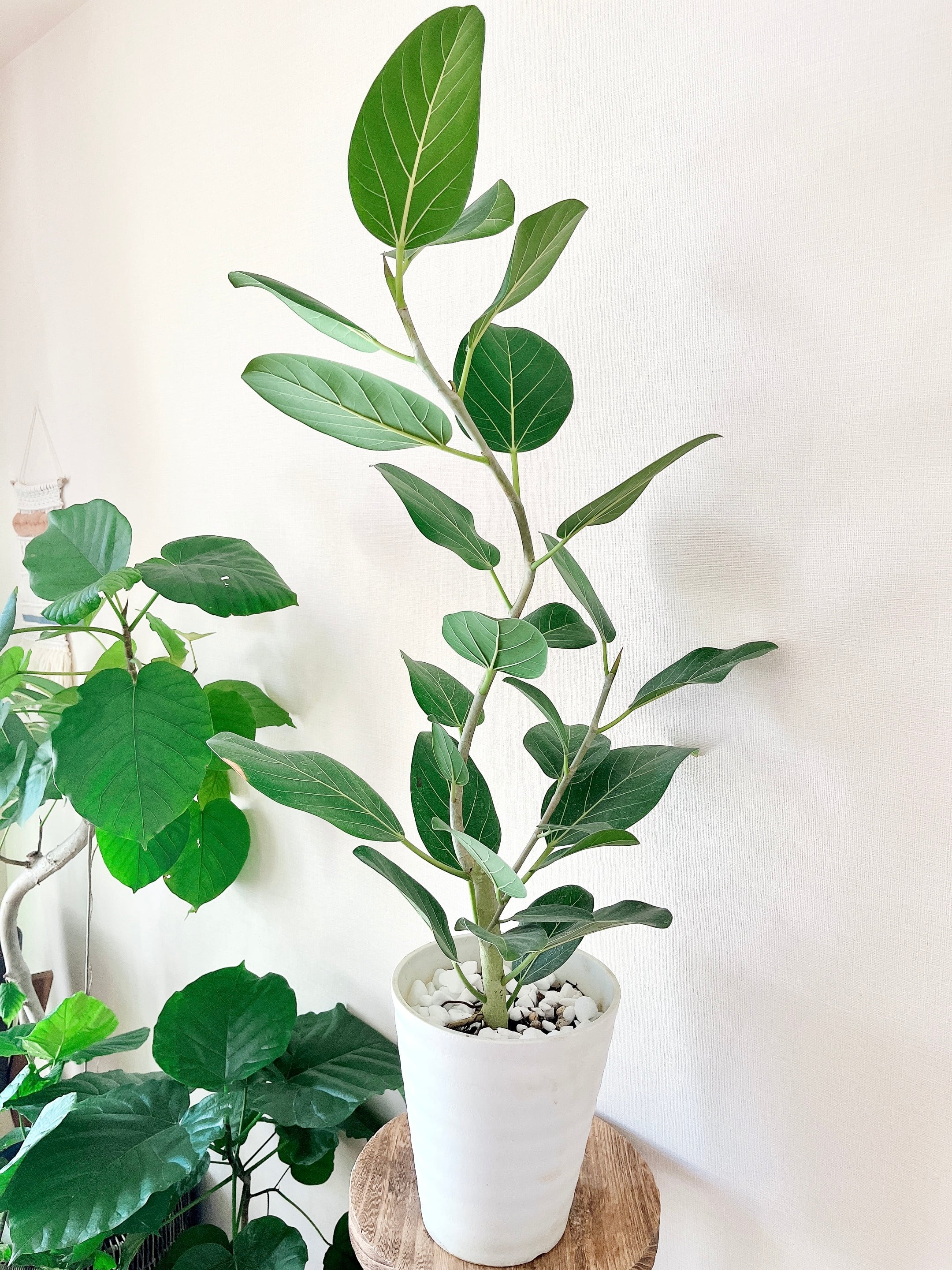 一点もの 観葉植物 フィカスベンガレンシス 7号曲がり Calmcafe