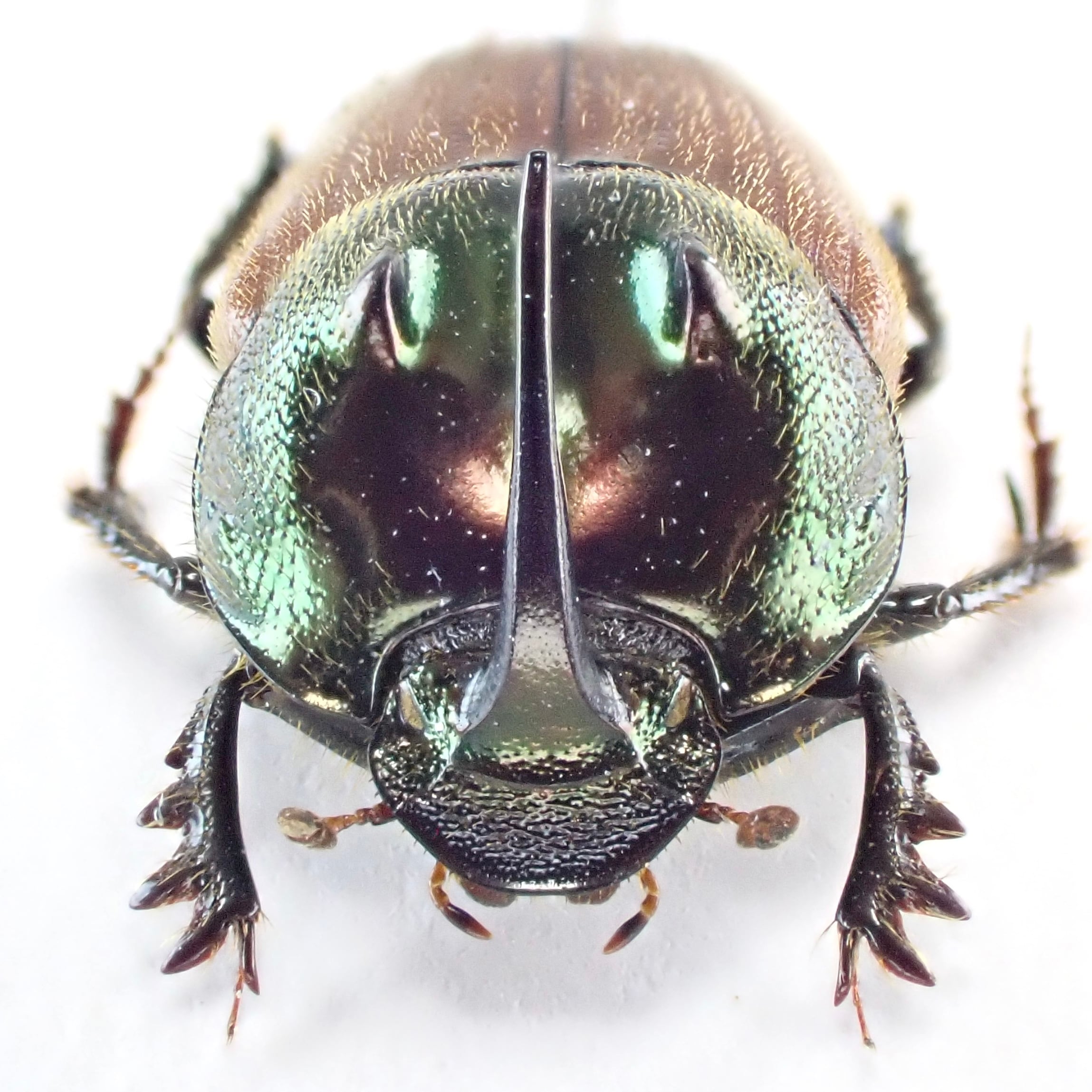 タンザニア産 Proagoderus sp. ♂♀ 9mm/9mm | 昆虫標本 Diggers & Rollers