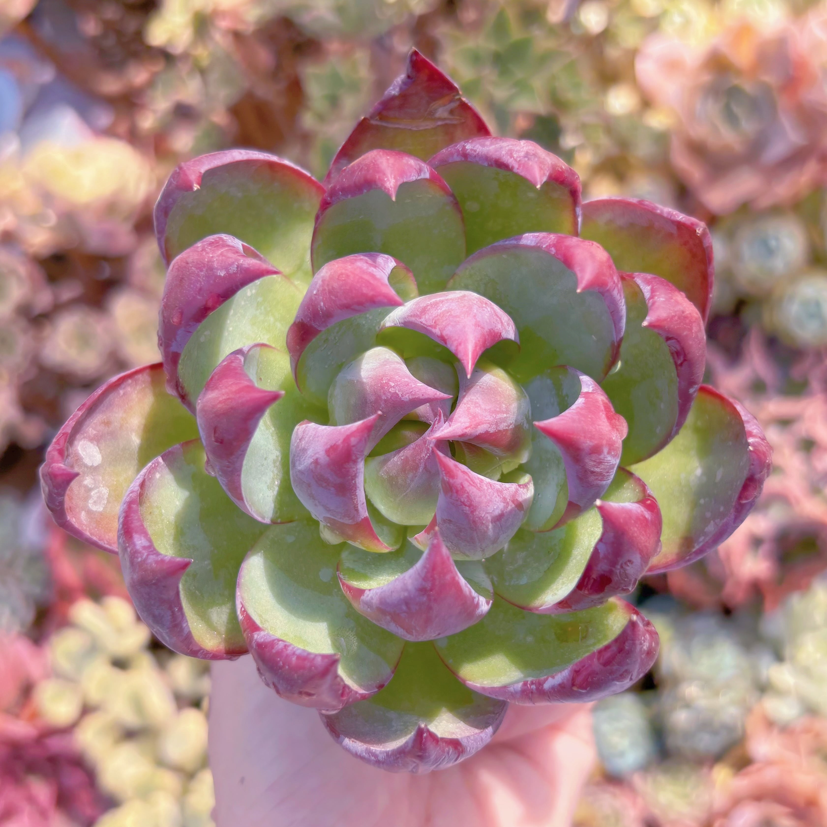 多肉植物　カシオ(大)　新入荷　るる農園