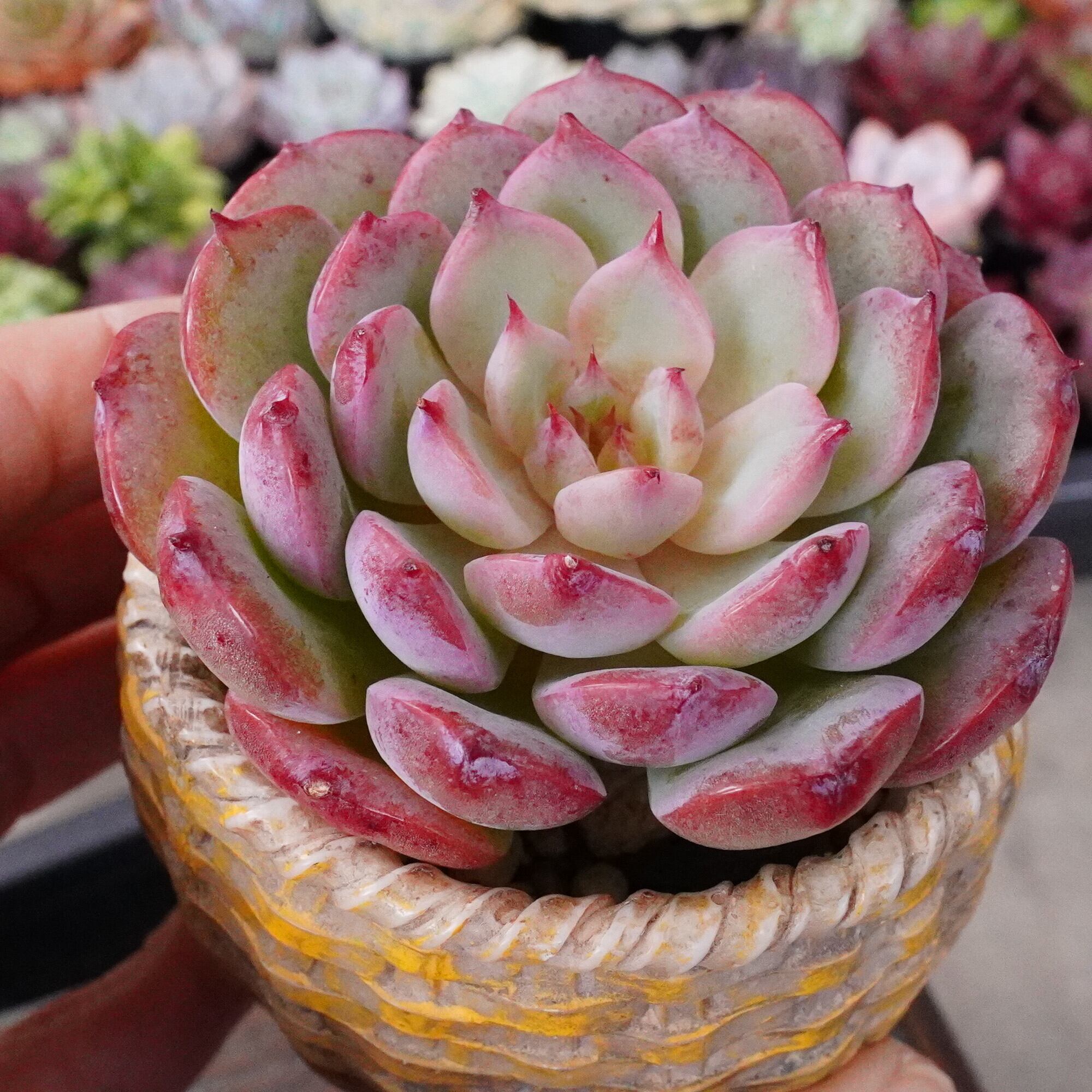 多肉植物 韓国苗 Totty様 多肉植物 韓国苗 Totty様