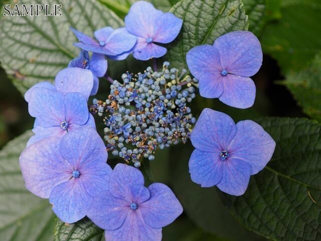 高野山　紫陽花 (2)