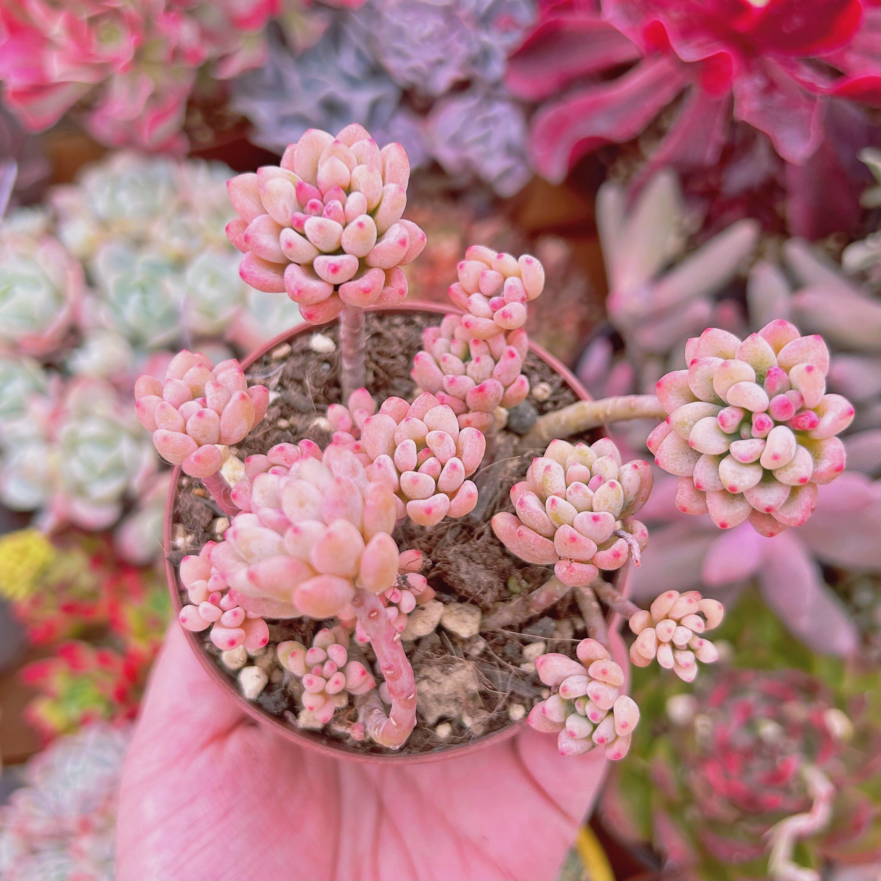 #736現物　多肉植物　グリーンビーン錦