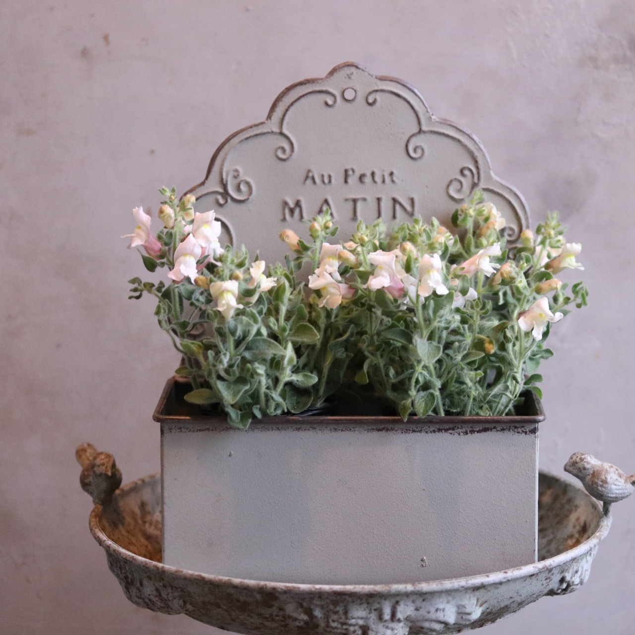 mondimanche 宿根草　キンギョソウ　フラモコ　くすみピンク｜新色カラー　寄せ植えおすすめ　