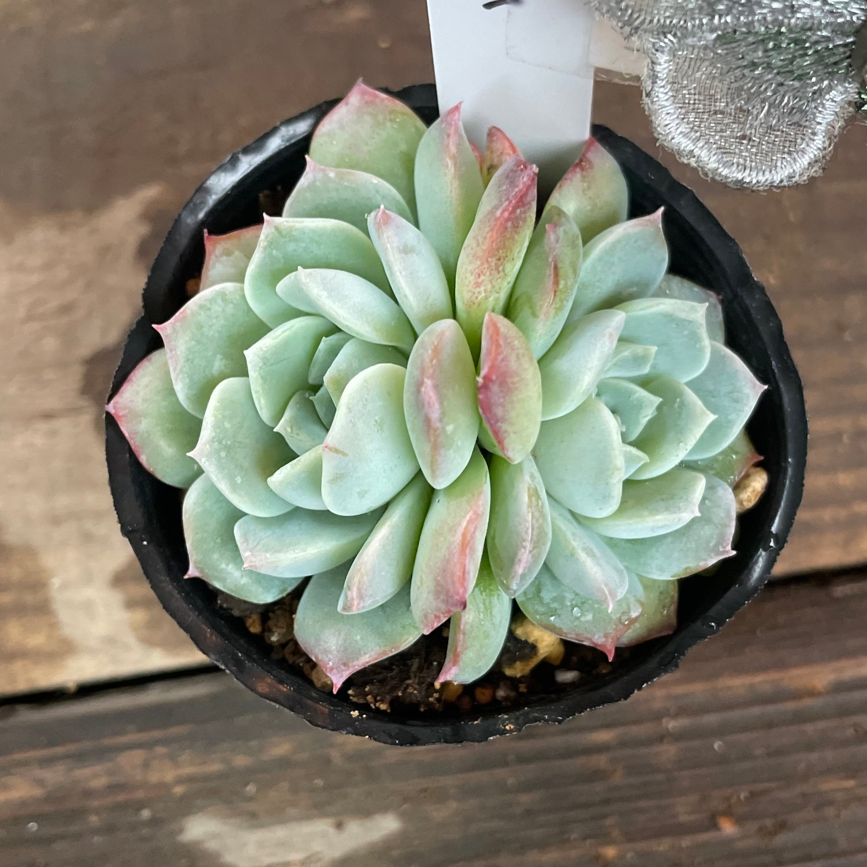 サラン エケベリア 多肉植物 抜き苗