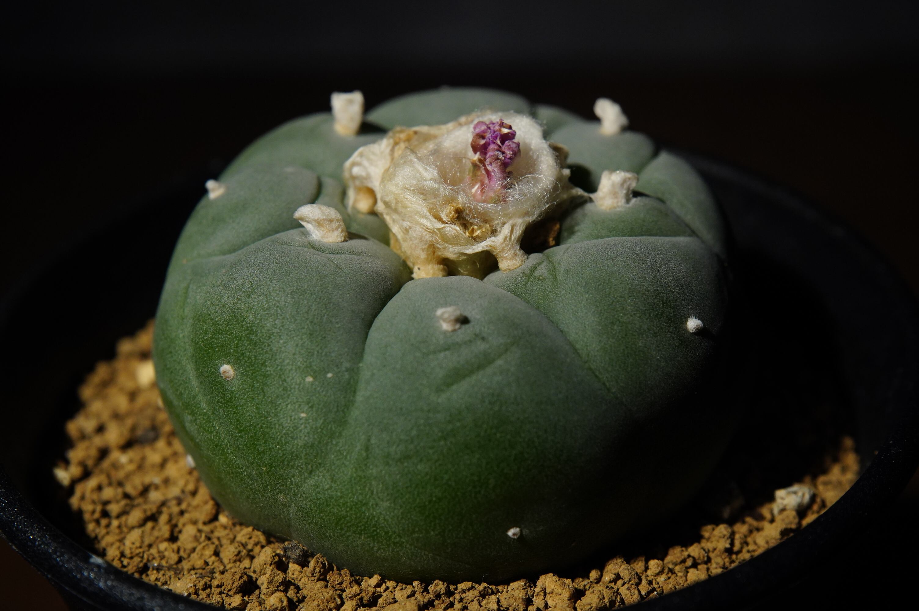 ロフォフォラ 銀冠玉 | N collect plants