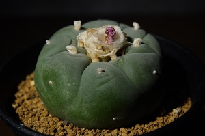 ロフォフォラ 銀冠玉