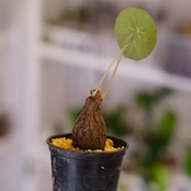 Stephania kaweesakii / ステファニア カウィーサキー㊲/ 観葉植物
