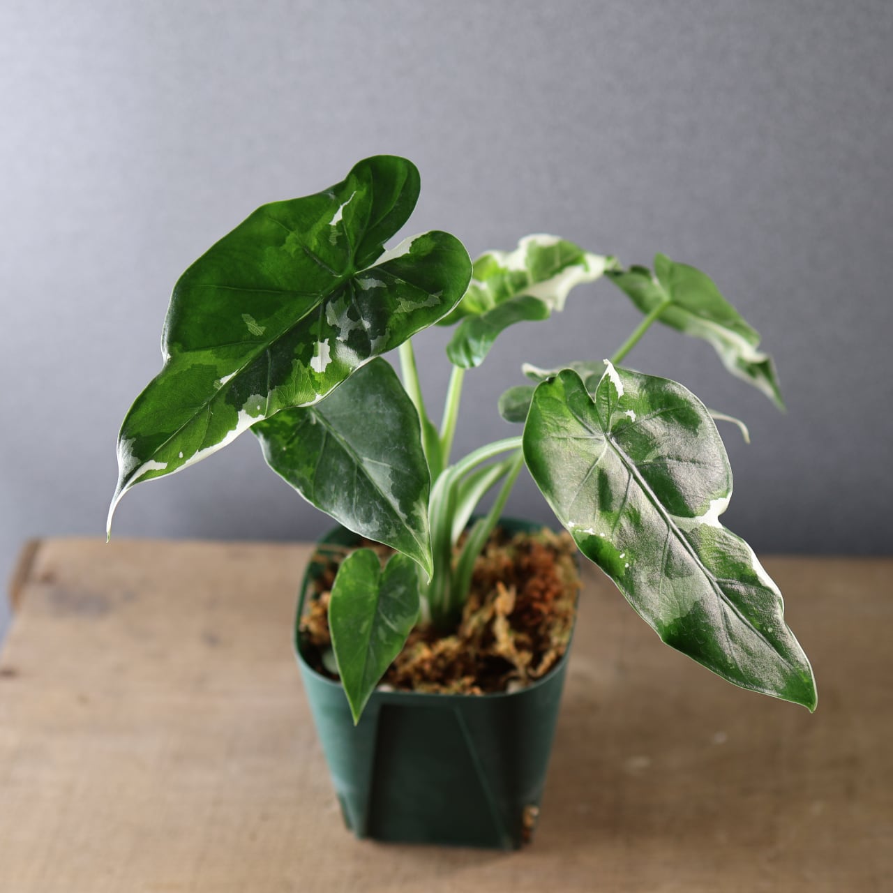 575『斑入り クワズイモ』観葉植物【送料無料】 | MARX PLANTS | 観葉