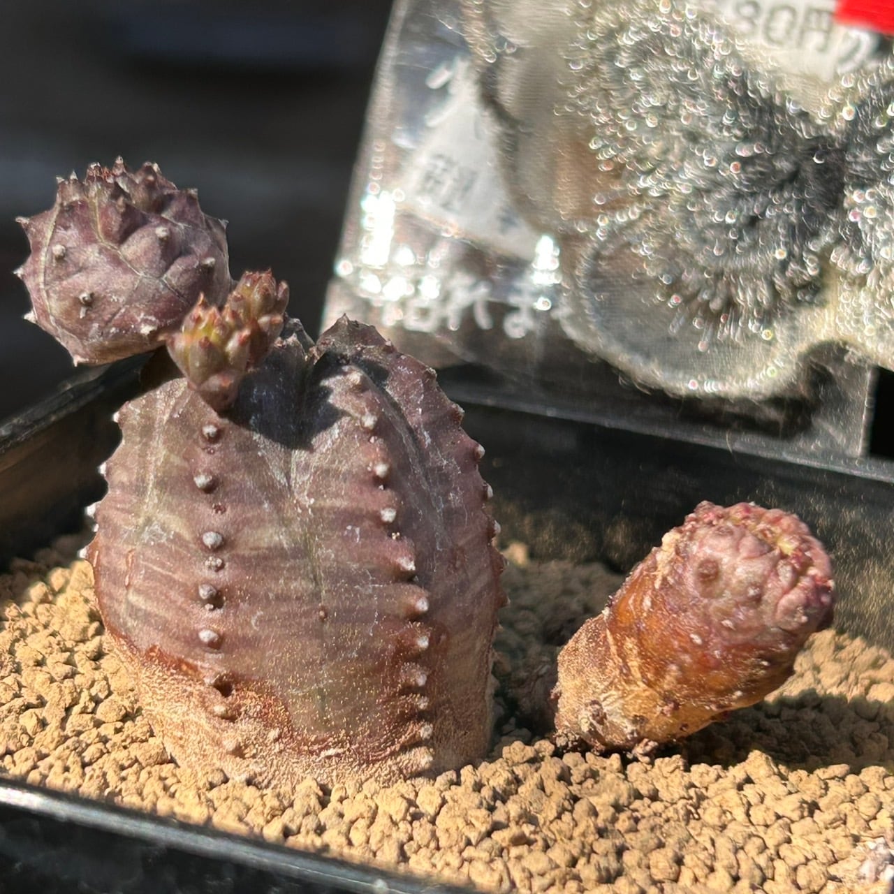 RuPo 多肉植物専門店 RuPo 多肉植物専門店