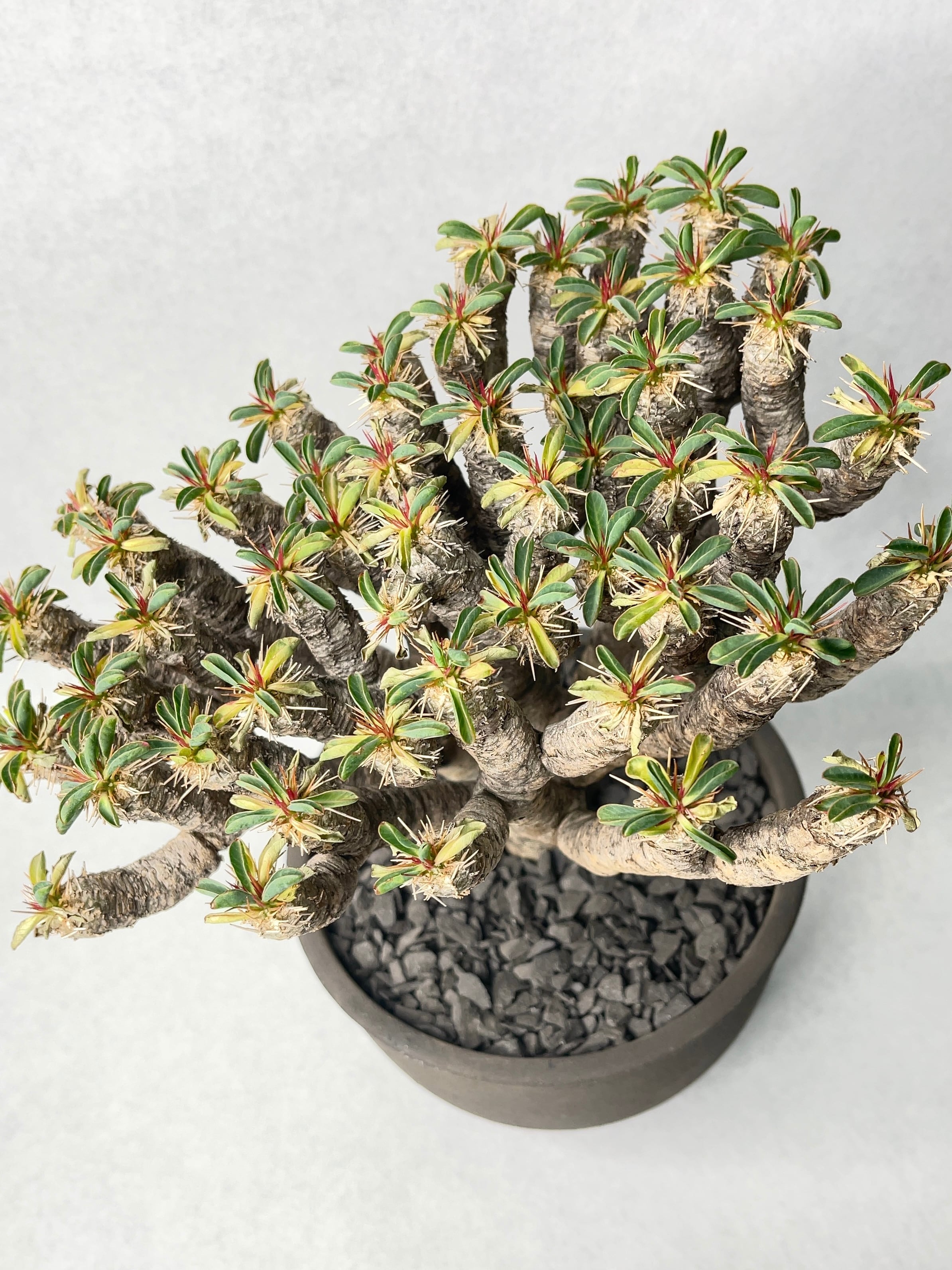 ユーフォルビア・ギラウミニアナ | trigger