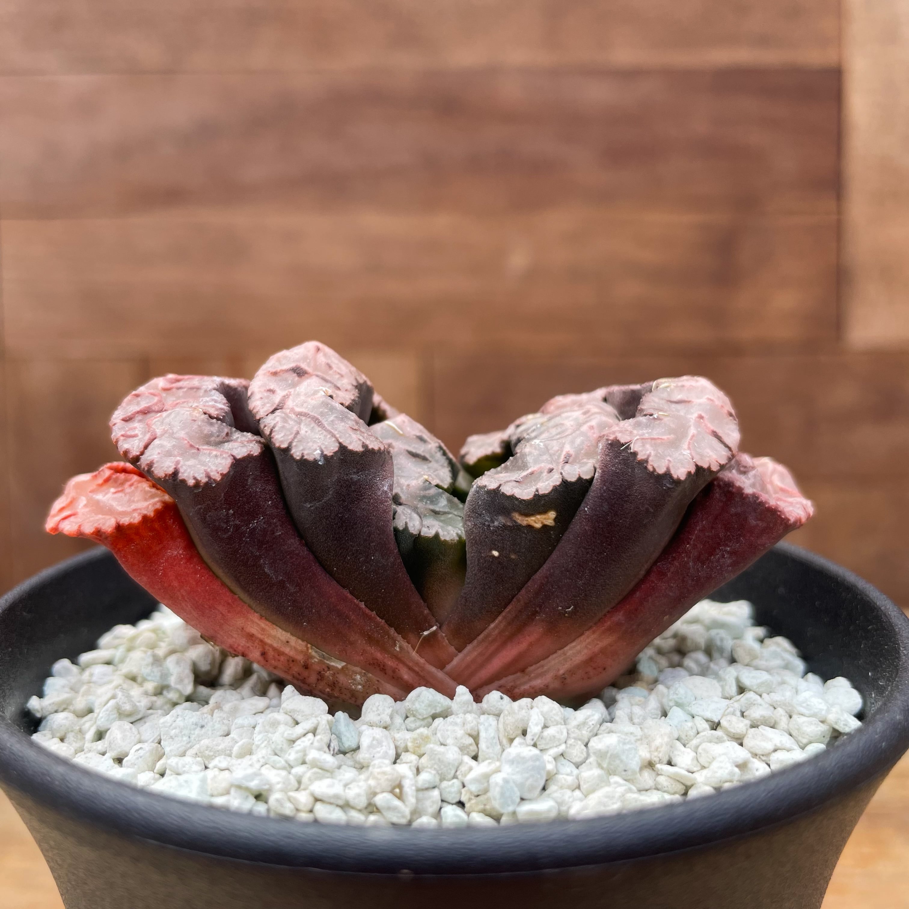 Haworthia 【ハオルチア・黒模様特美大窓・黒武奏(台湾)】 | RIMO'S