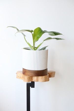 【S】フィロデンドロン ホワイトウィザード/Philodendron  ※陶器鉢付き