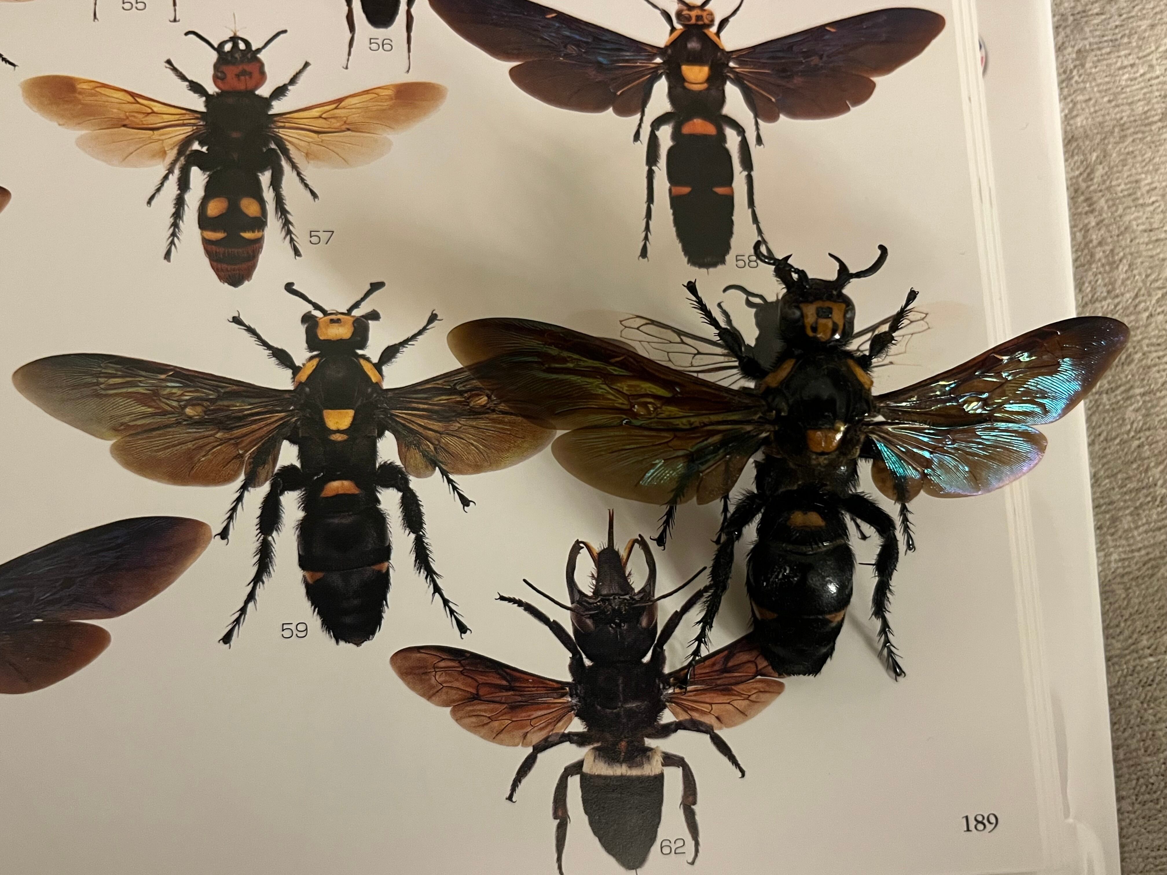 雀蜂最大級】ツチバチ60mm Megascoliaハチトンボゼミセミ蝉カゲロウ