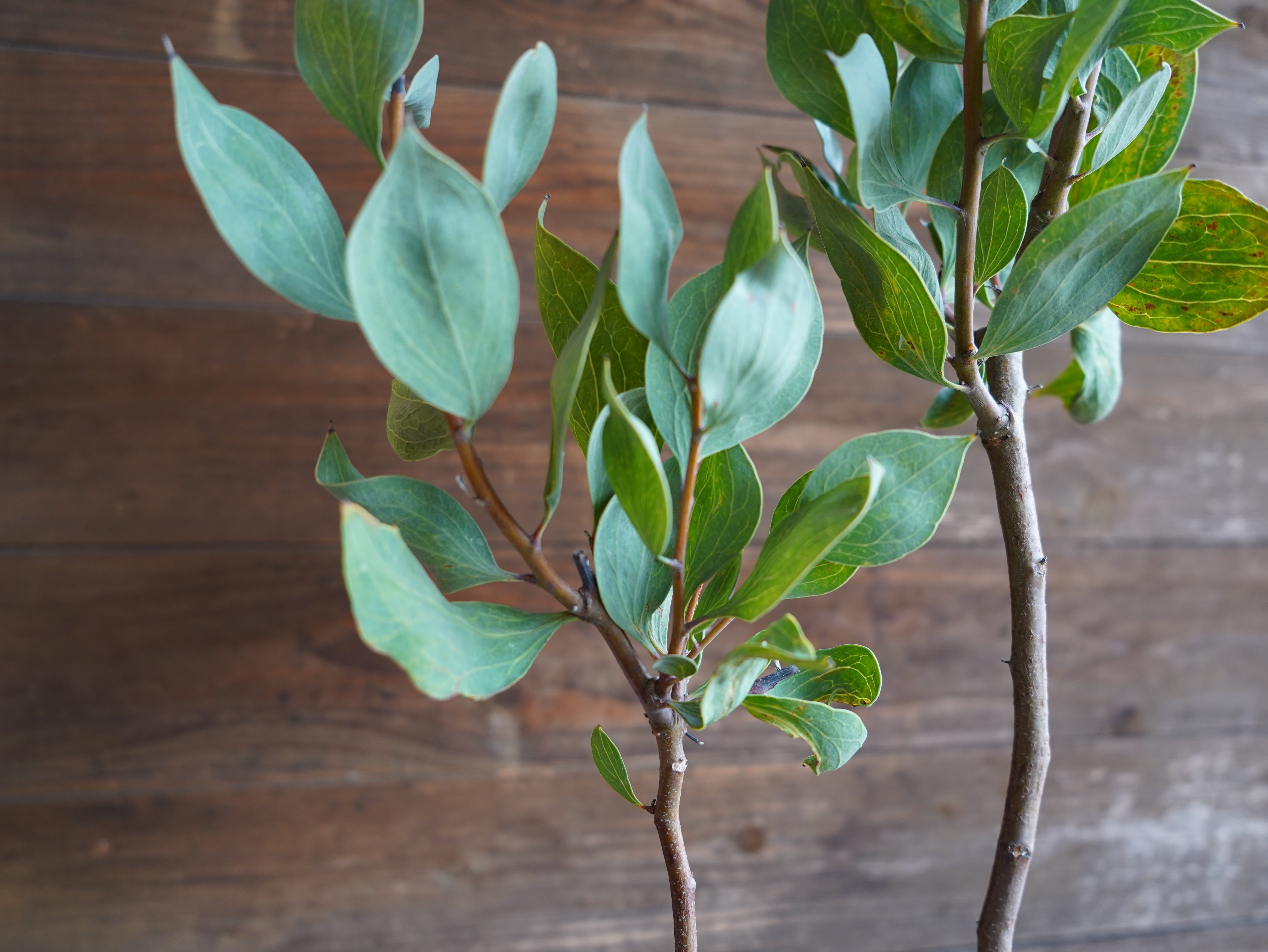 【現物】ハケア　”ペティオラリス”　B