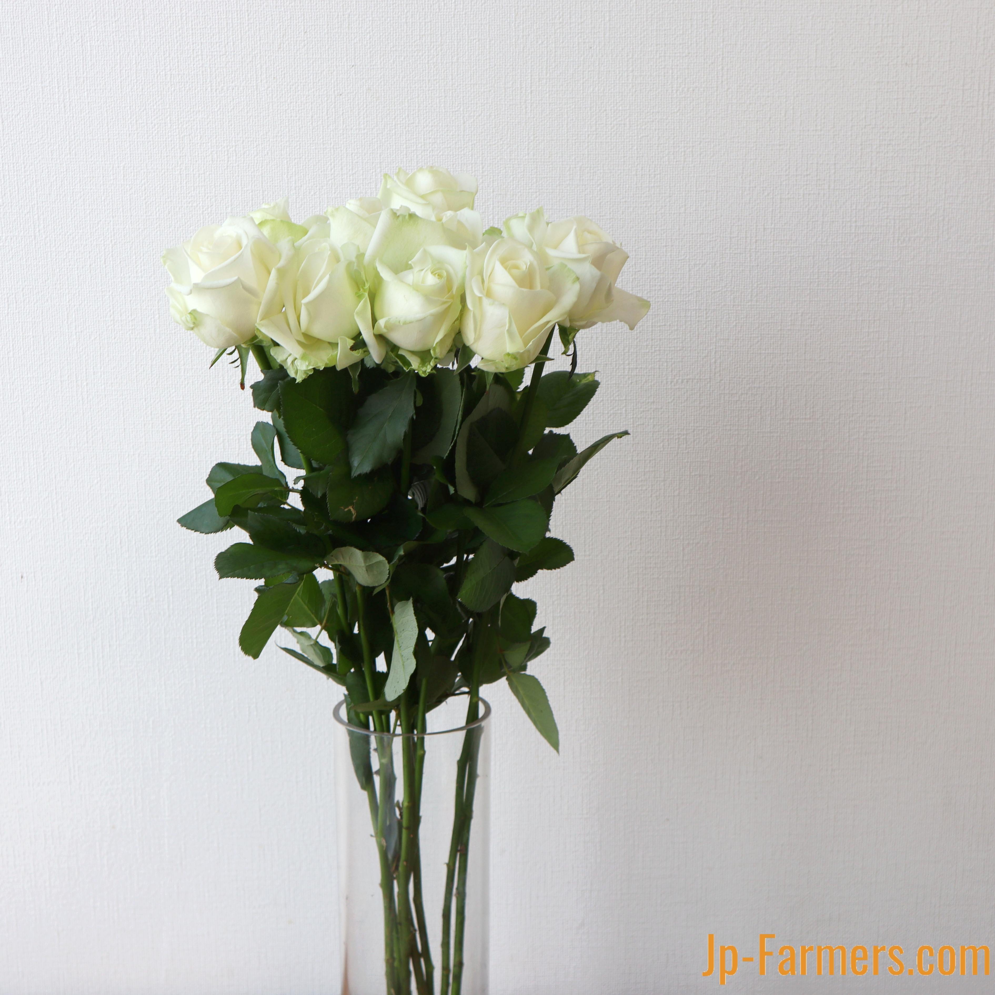 バラ様 ⭐︎おまとめ専用⭐︎ 神田ばら園 10本 ☆バラ品種名： アバランチェ | 新鮮お花問屋 Jp