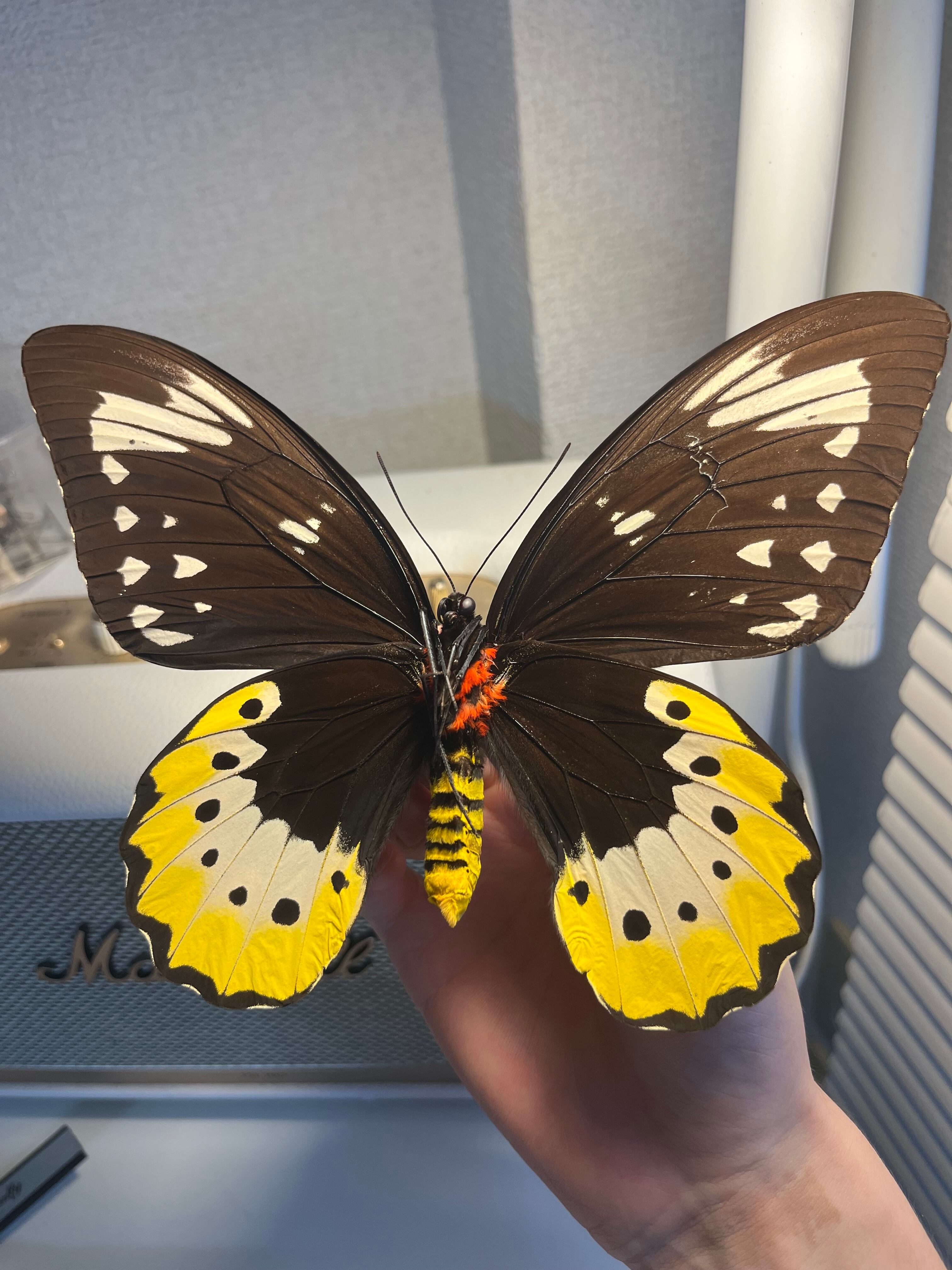 蝶最大級】ゴライアストリバネアゲハ 外国産蝶標本 蝶 標本 メガネ