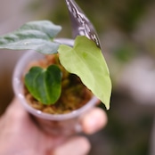 Anthurium Ralph Lynam / アンスリウム・ラルフ・リナム
