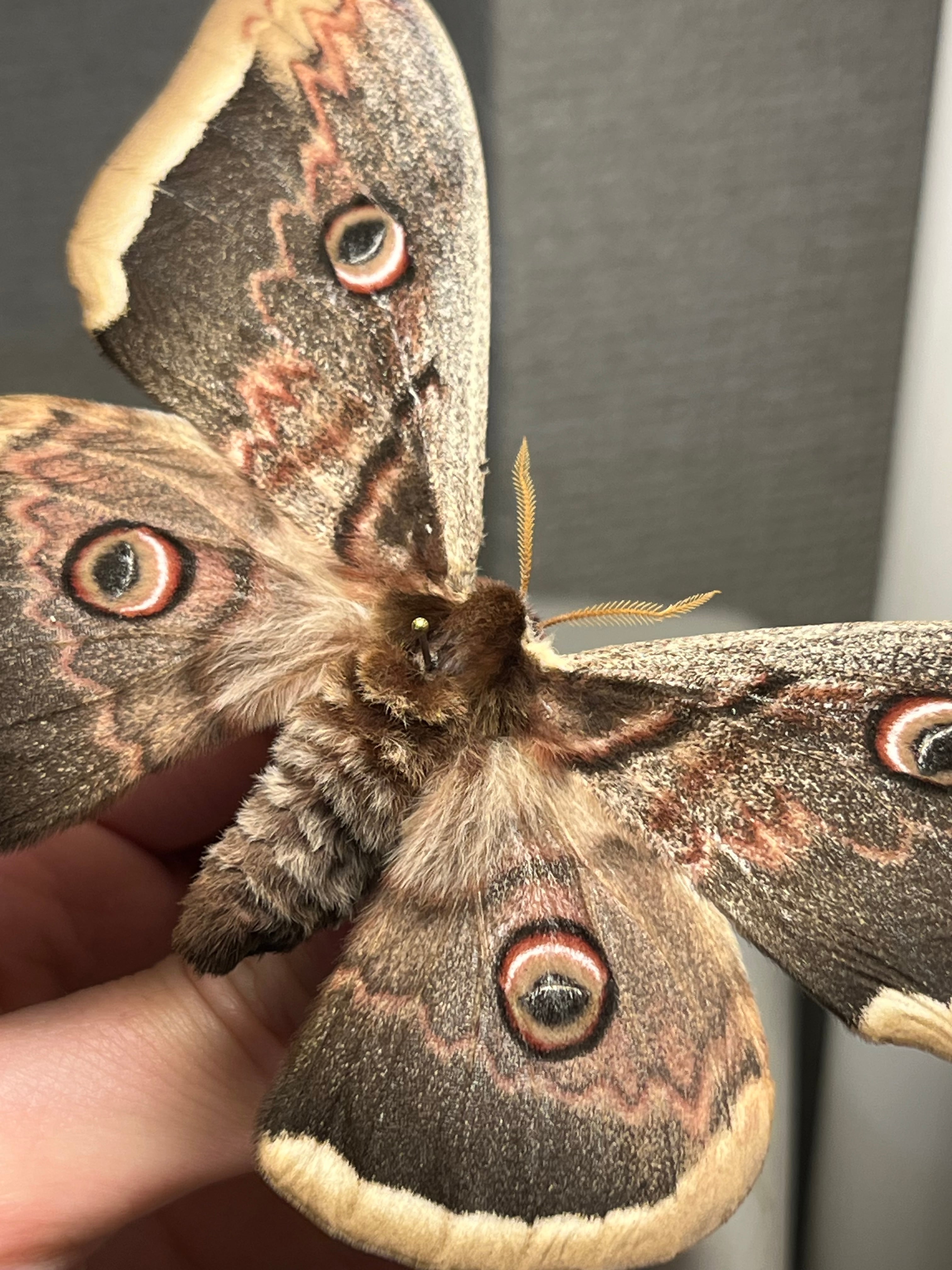 ALL ITEM | オモニキチュウ