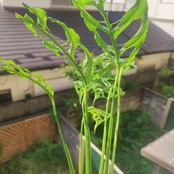 【実生】モンステラ オブリクア ペルー / Monstera Obliqua Peru⑪