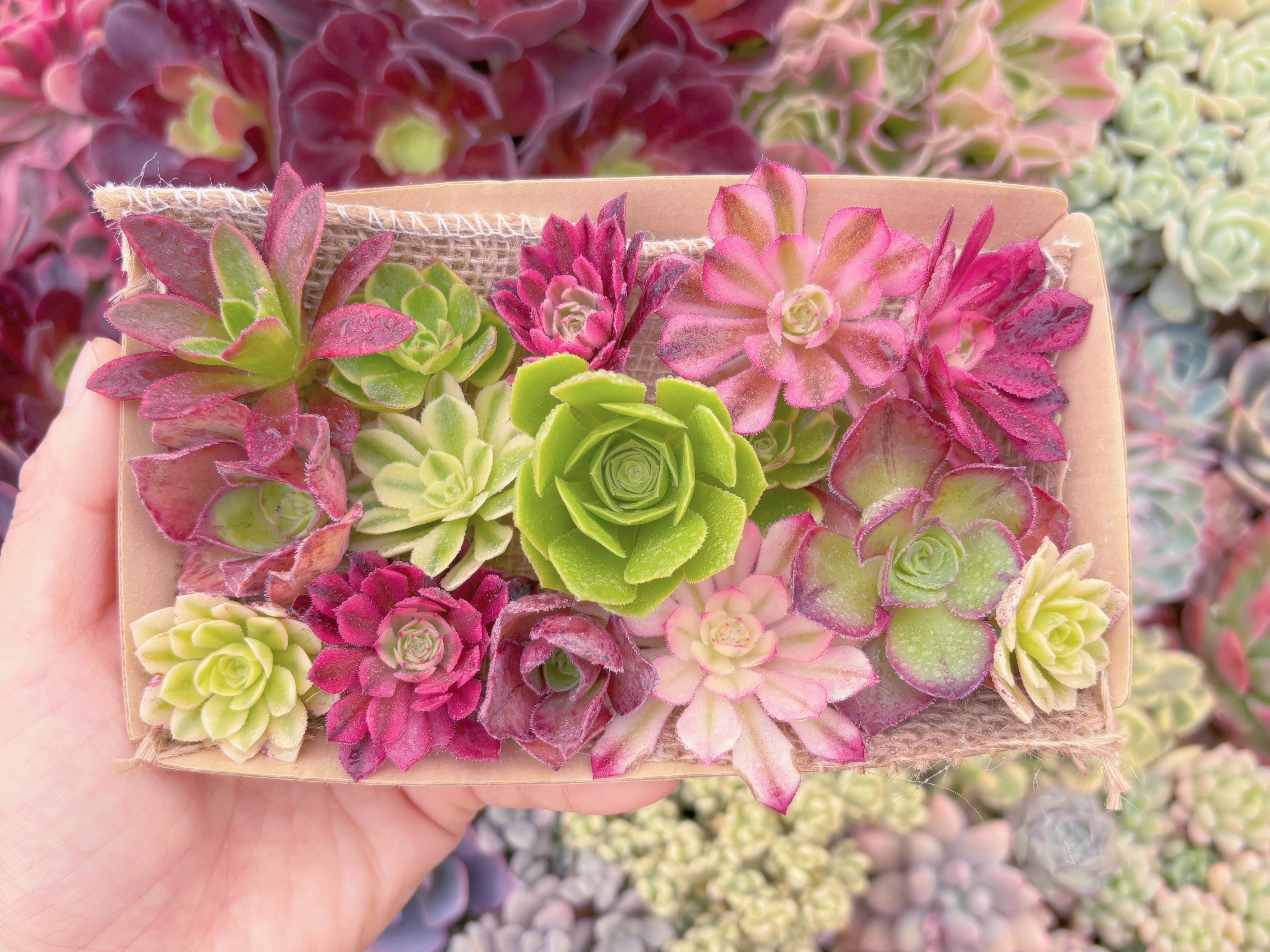 現品　寄せ植えセット#2197　Sサイズ　るる農園