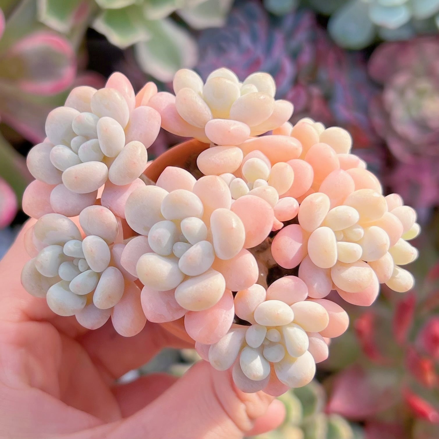 現品　丸葉ストロベリーミルク#209    群生　るる農園