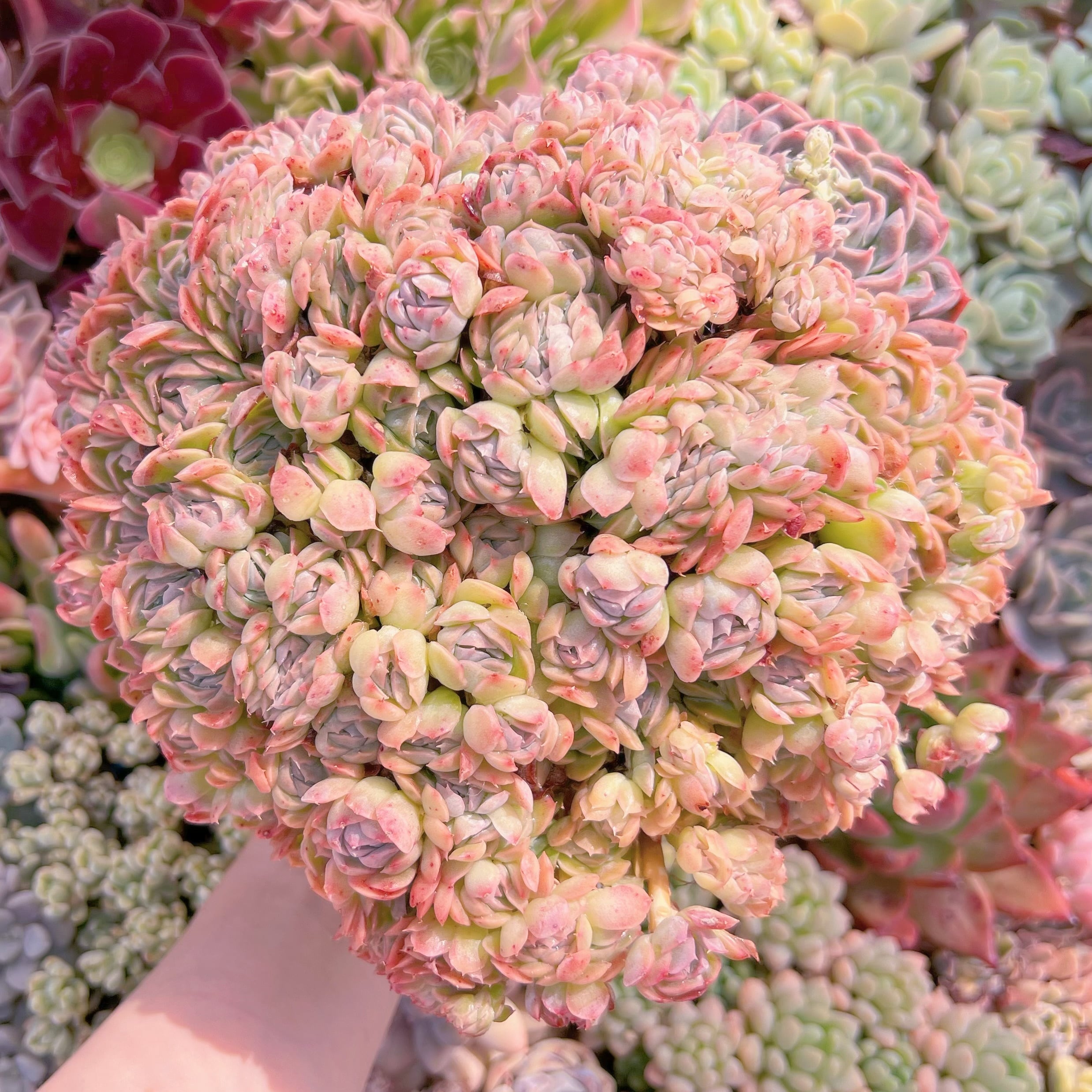 現品　Echeveria sanchez#709　特大群生　新入荷　るる農園