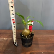 【抽選販売】【限定価格】【伊藤蟻】ミルメコディア サロモネンシス(限定1)