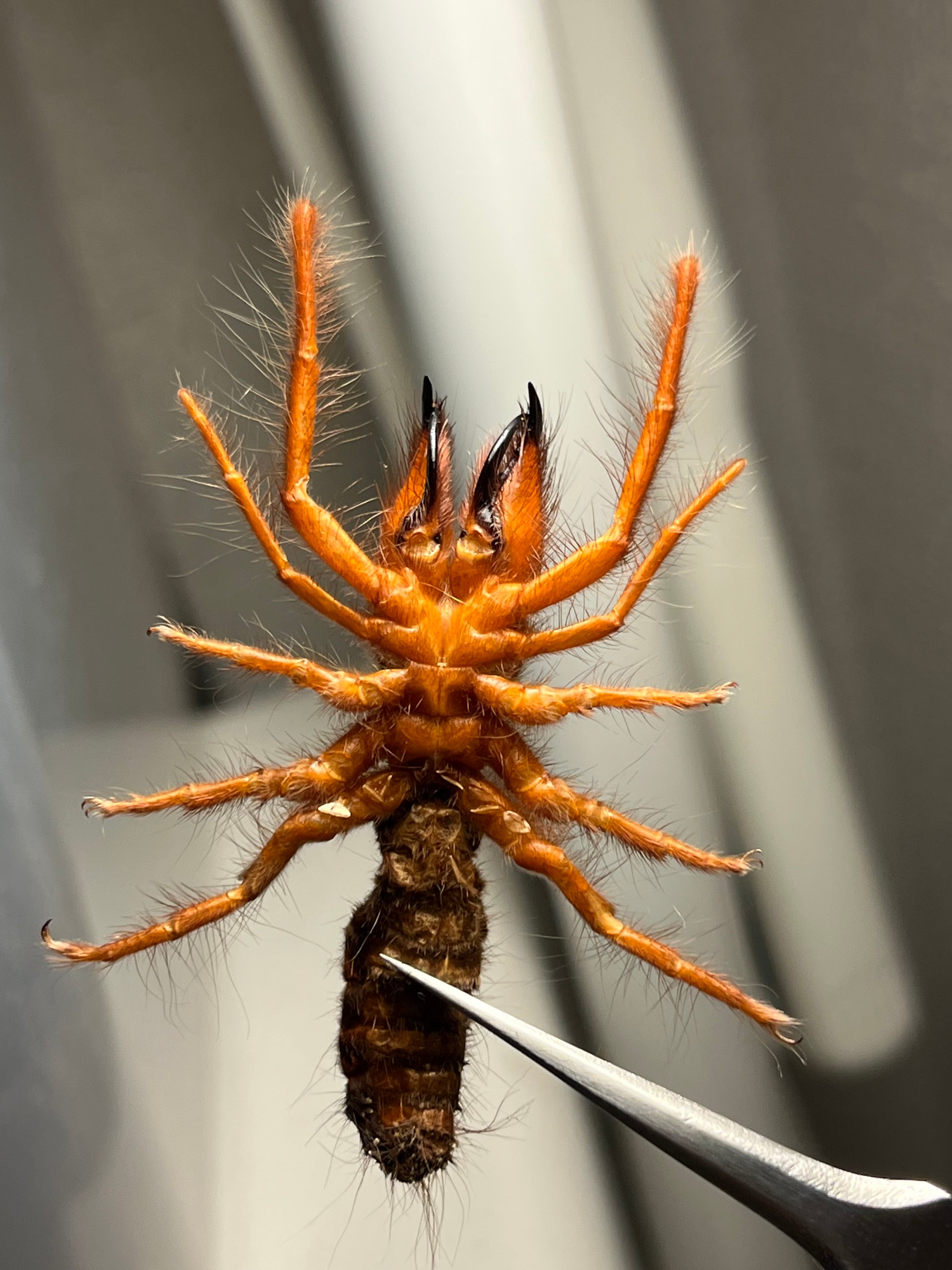 太顎】ブラッドレッドヒヨケムシ Dinorhaxウデムシ 奇蟲標本 標本 昆虫