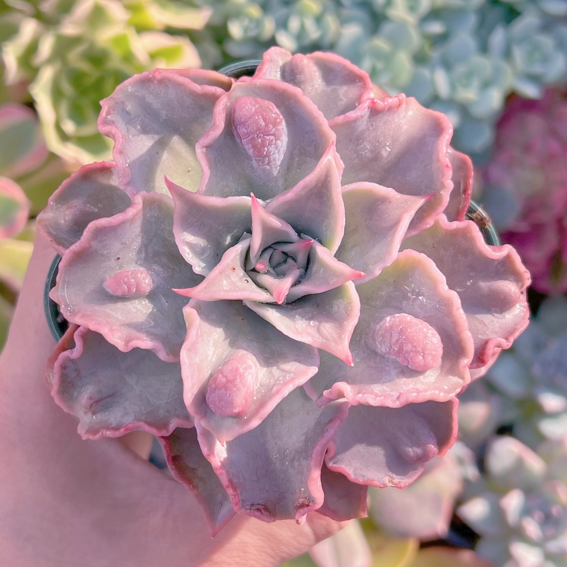 現品　コブマディバ#610　新入荷　るる農園