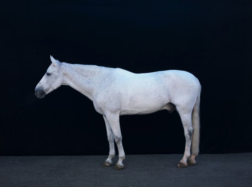 White Stallion (black wooden frame 61cm×91cm付き)