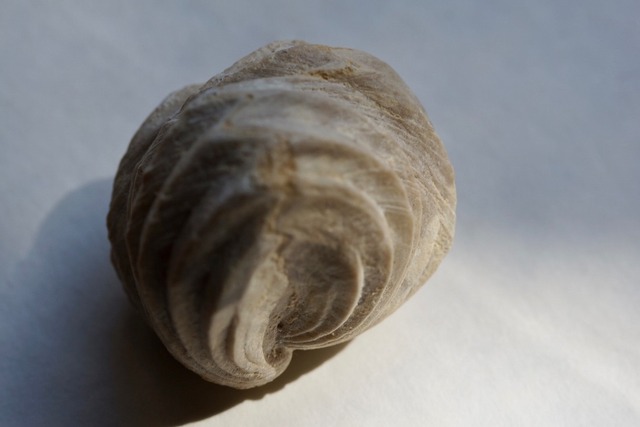 Burmirhynchia Decorata　化石 ②