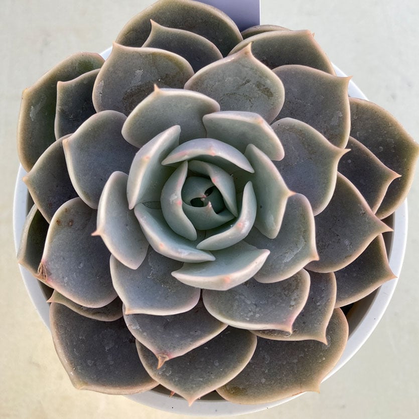 現物商品】ロータス | 多肉植物研究所