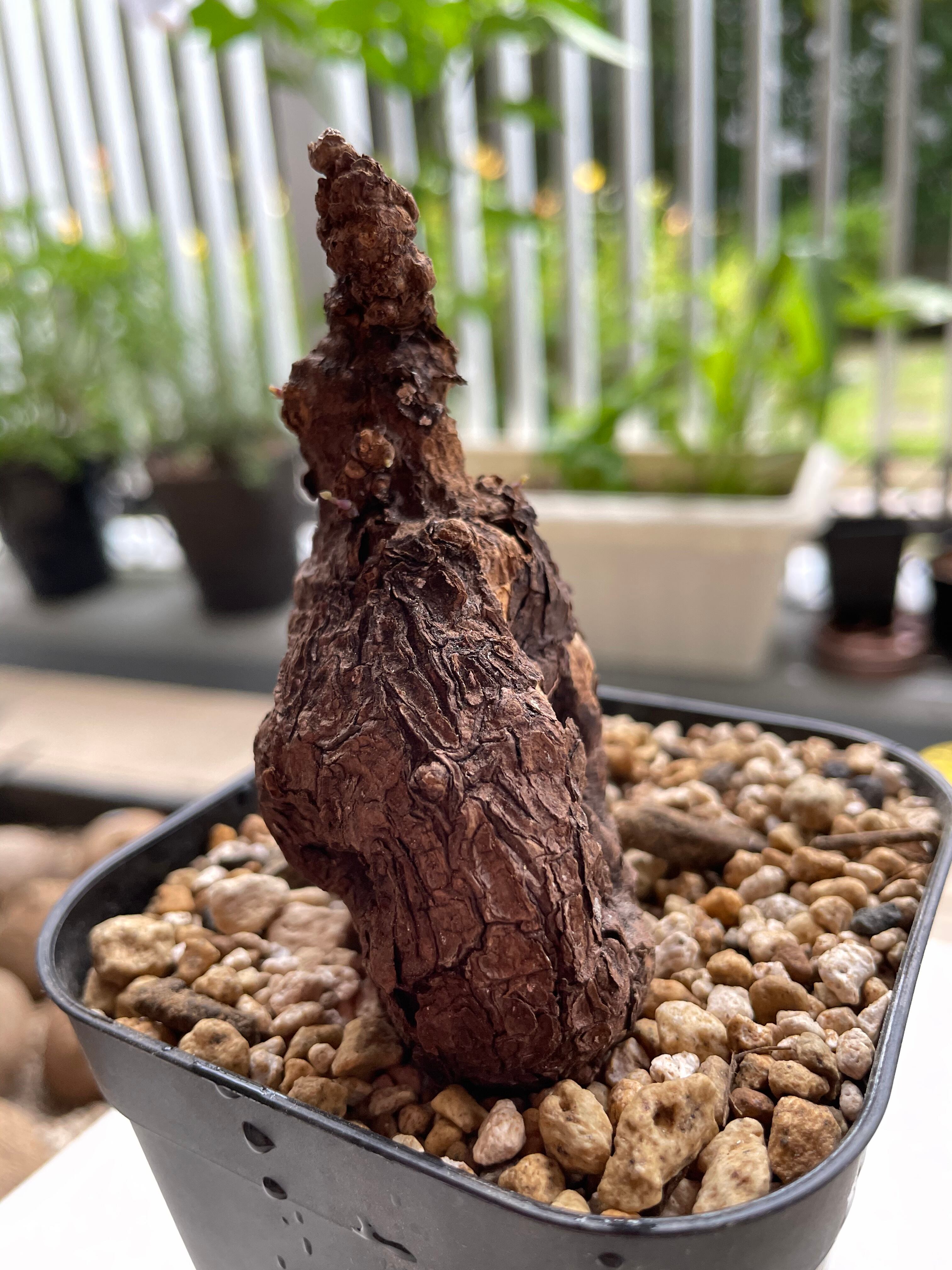 レア/大株/発根済み/塊根植物】ステファニア kaweesakii 鉢植え