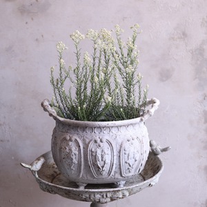 mondimanche 花付き苗木　ライスフラワー　ホワイト｜切花に使える木　お庭や寄せ植えメインにオススメ　低木　