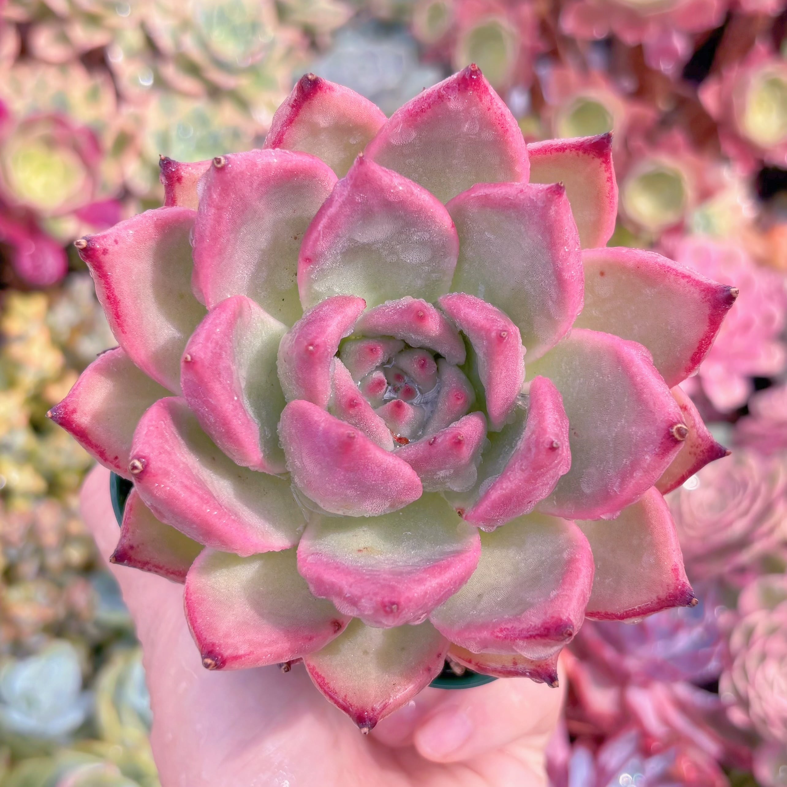 現品　ロメオxマリア#2226　大苗　るる農園