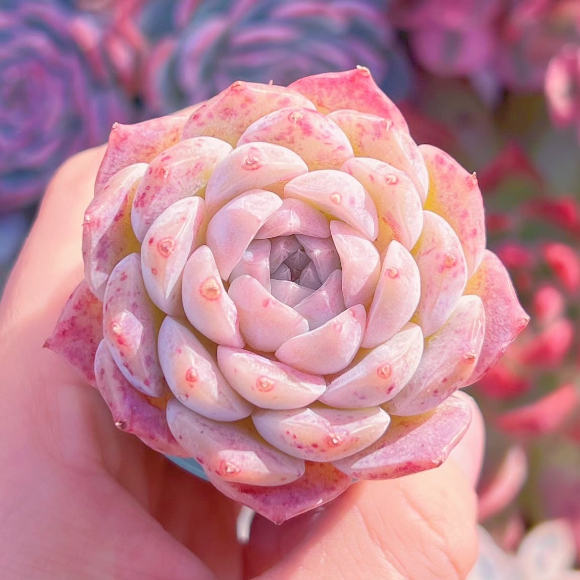 多肉植物　白桃　新入荷　るる農園