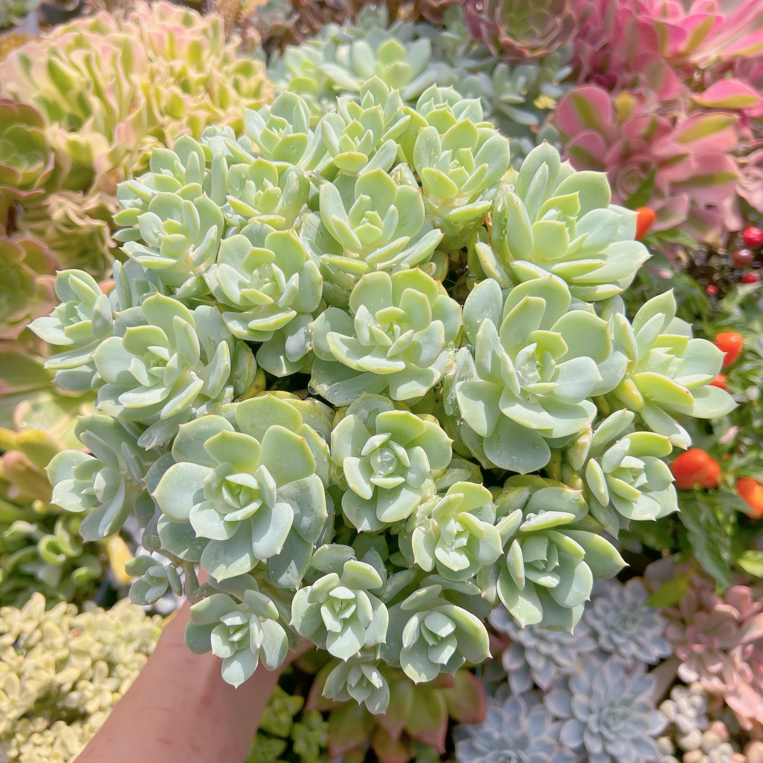 現物　冷香#681   特特大群生　るる農園