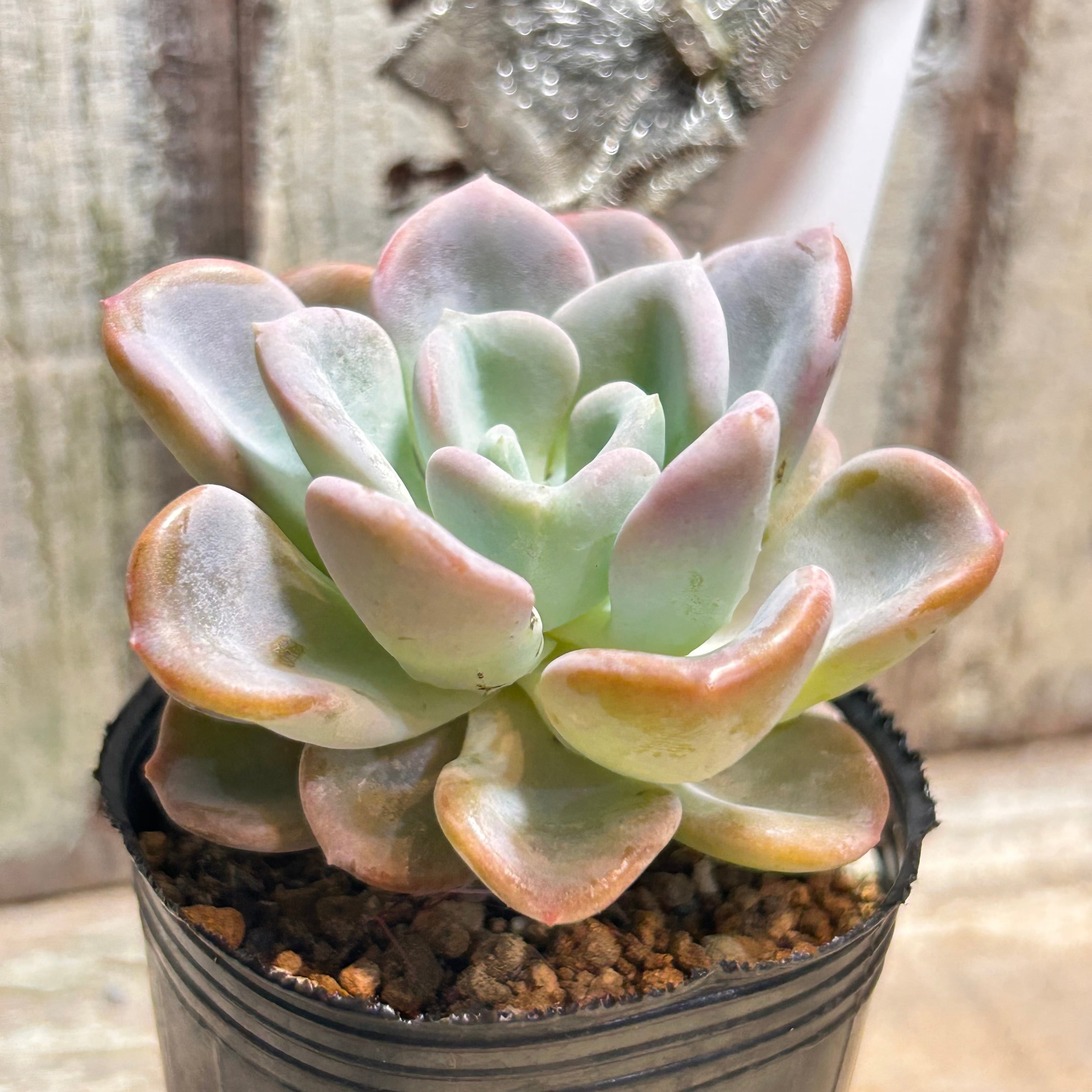 多肉植物^o^  オルペット オルペット | RuPo 多肉植物専門店