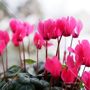 シクラメンの開花　flowering of cyclamen