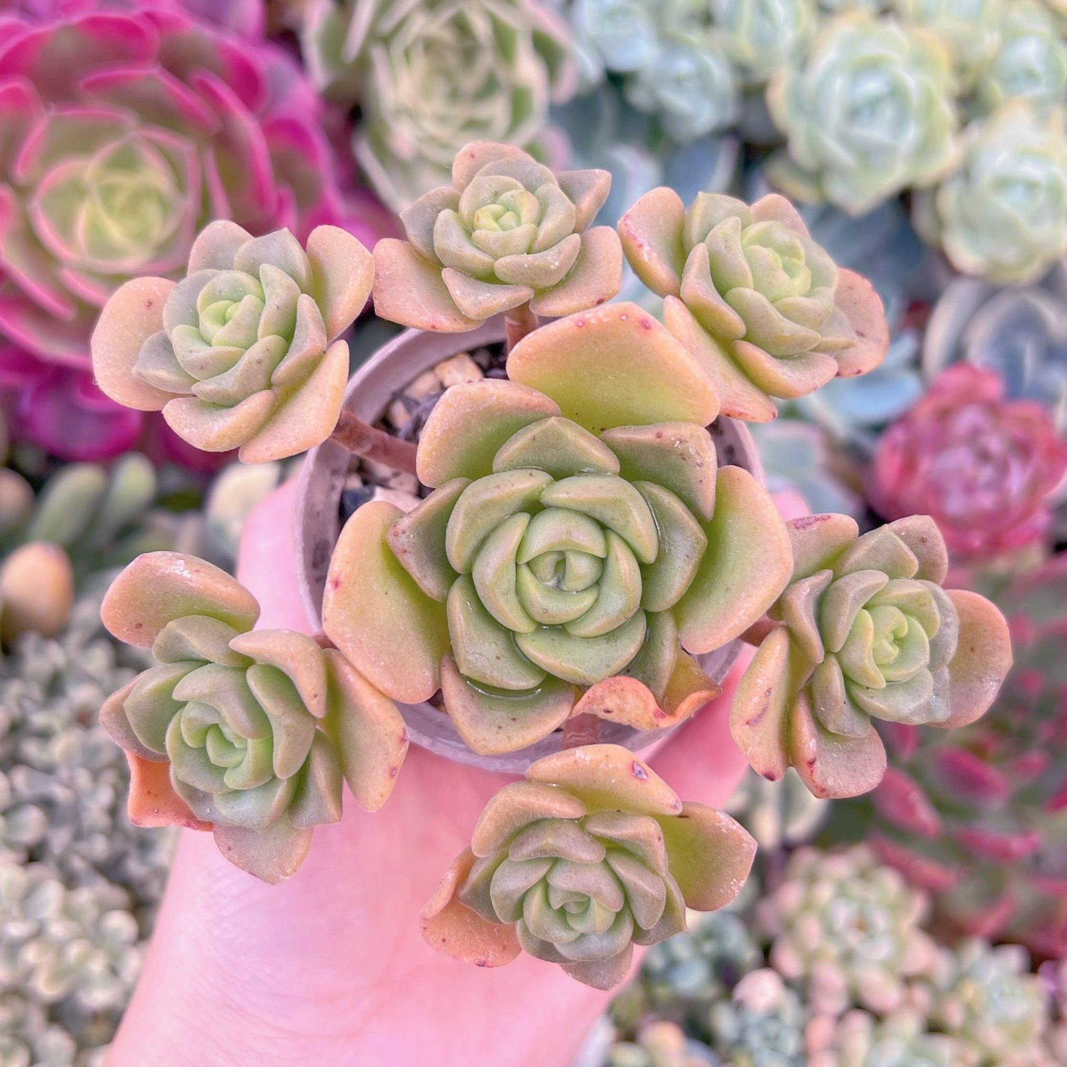 現品　リリーパット#061　るる農園