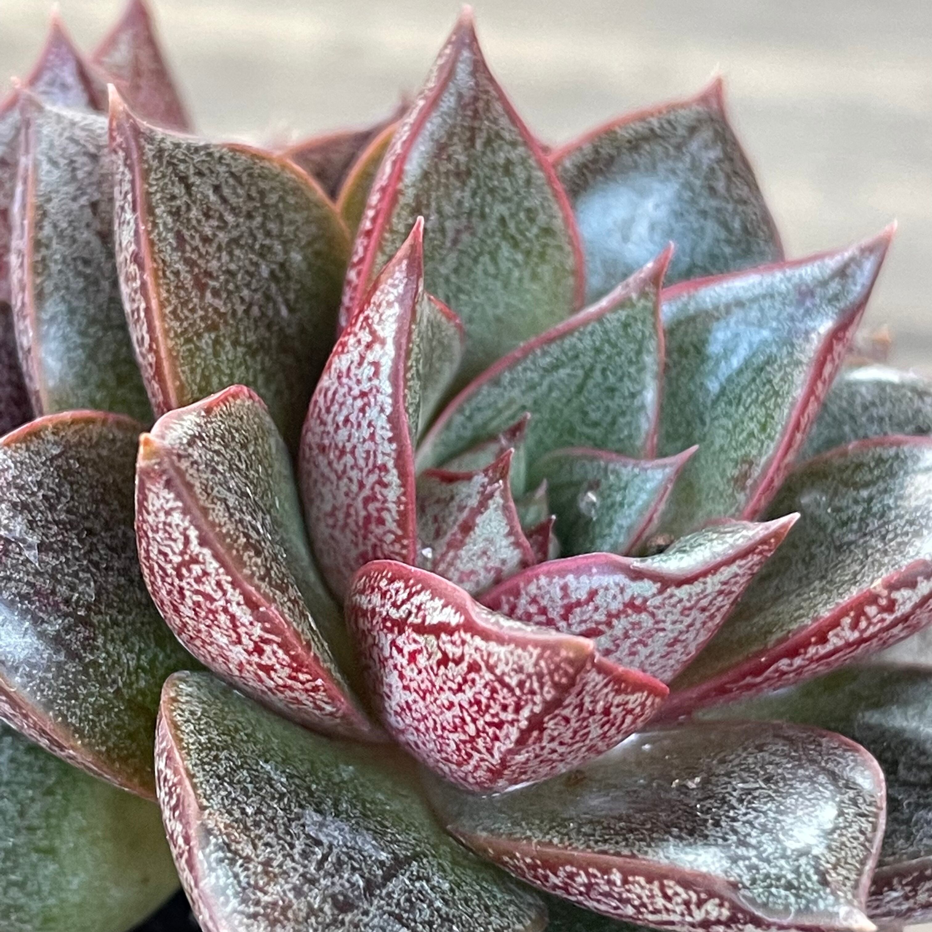 大和錦 | RuPo 多肉植物専門店