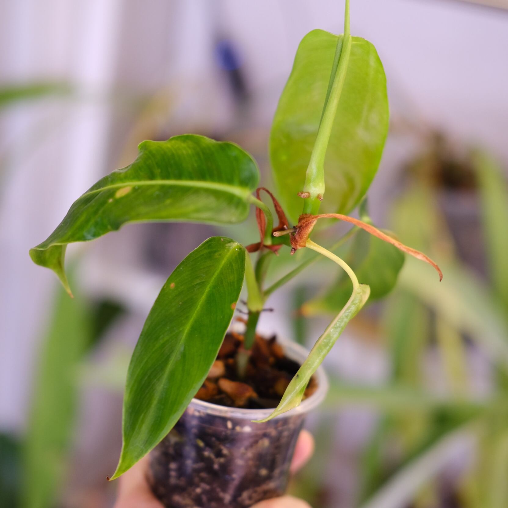 フィロデンドロン パトリシアエ│Philodendron patriciae│観葉植物