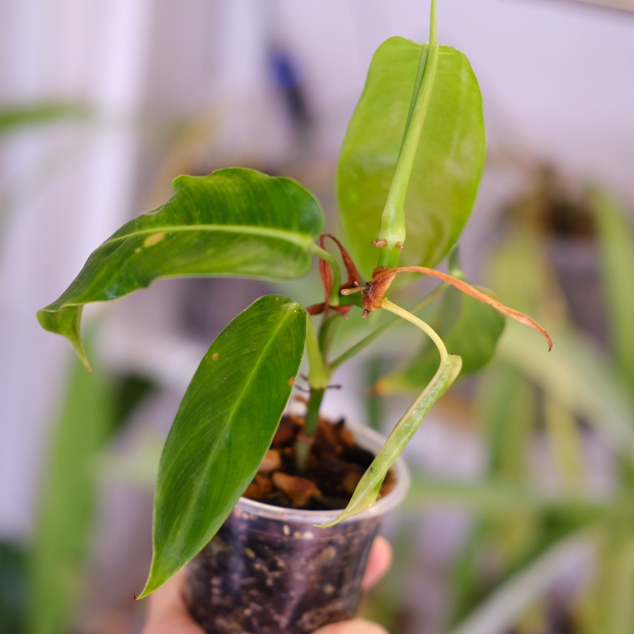 フィロデンドロン パトリシアエ│Philodendron patriciae│観葉植物