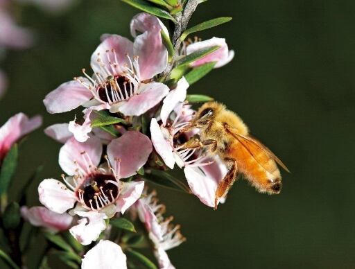 ヴェーダヴィ マヌカハニー MG1000+ | コスメのセレクトショップ『Style』