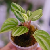 Peperomia argyreia variegated / 極斑入り スイカペペロニア⑦│観葉植物