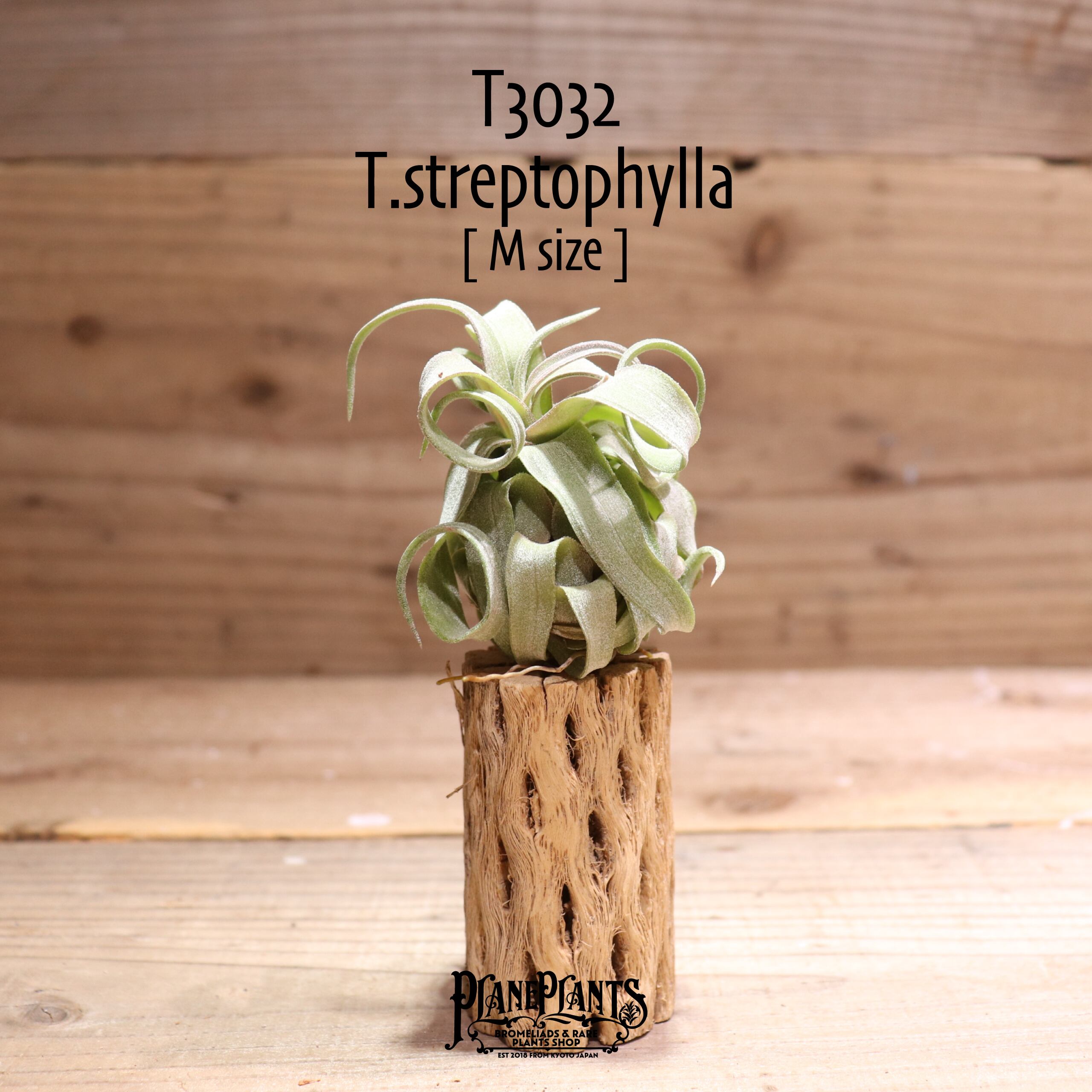 【送料無料】streptophylla M〔エアプランツ〕現品発送T3032
