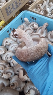 送料無料　特大・肉厚　のとっこ椎茸プレミアム【15枚入り】