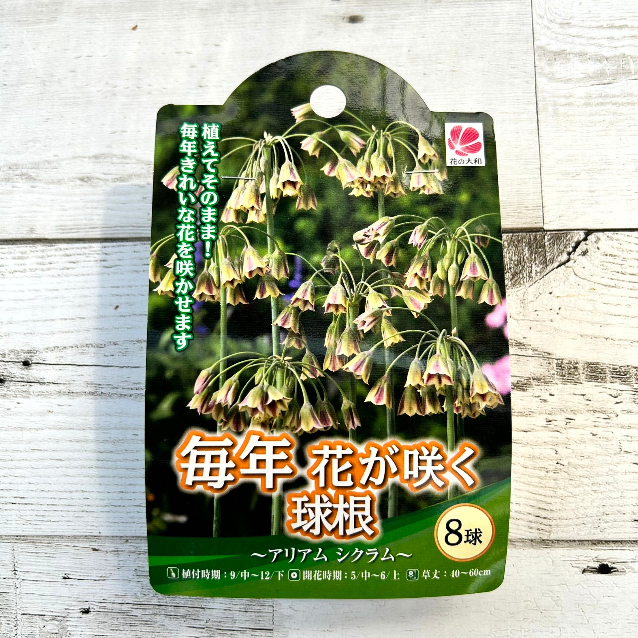 キングオブバナナ！！沖縄本島栽培苗 レア！ドワーフ ナムワバナナの