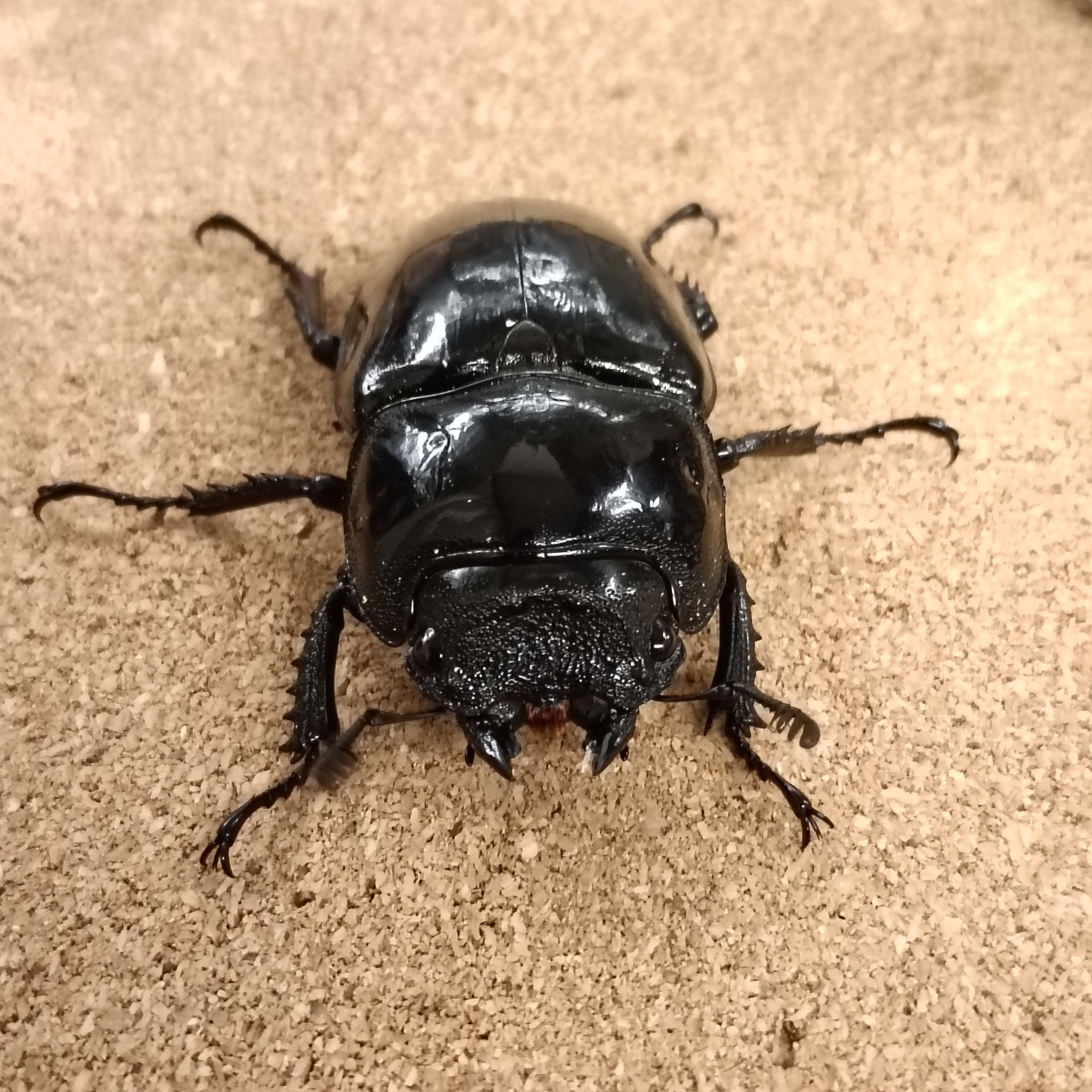 タランドゥスオオツヤクワガタ ♀ 53.7mm | カブクワショップ横浜