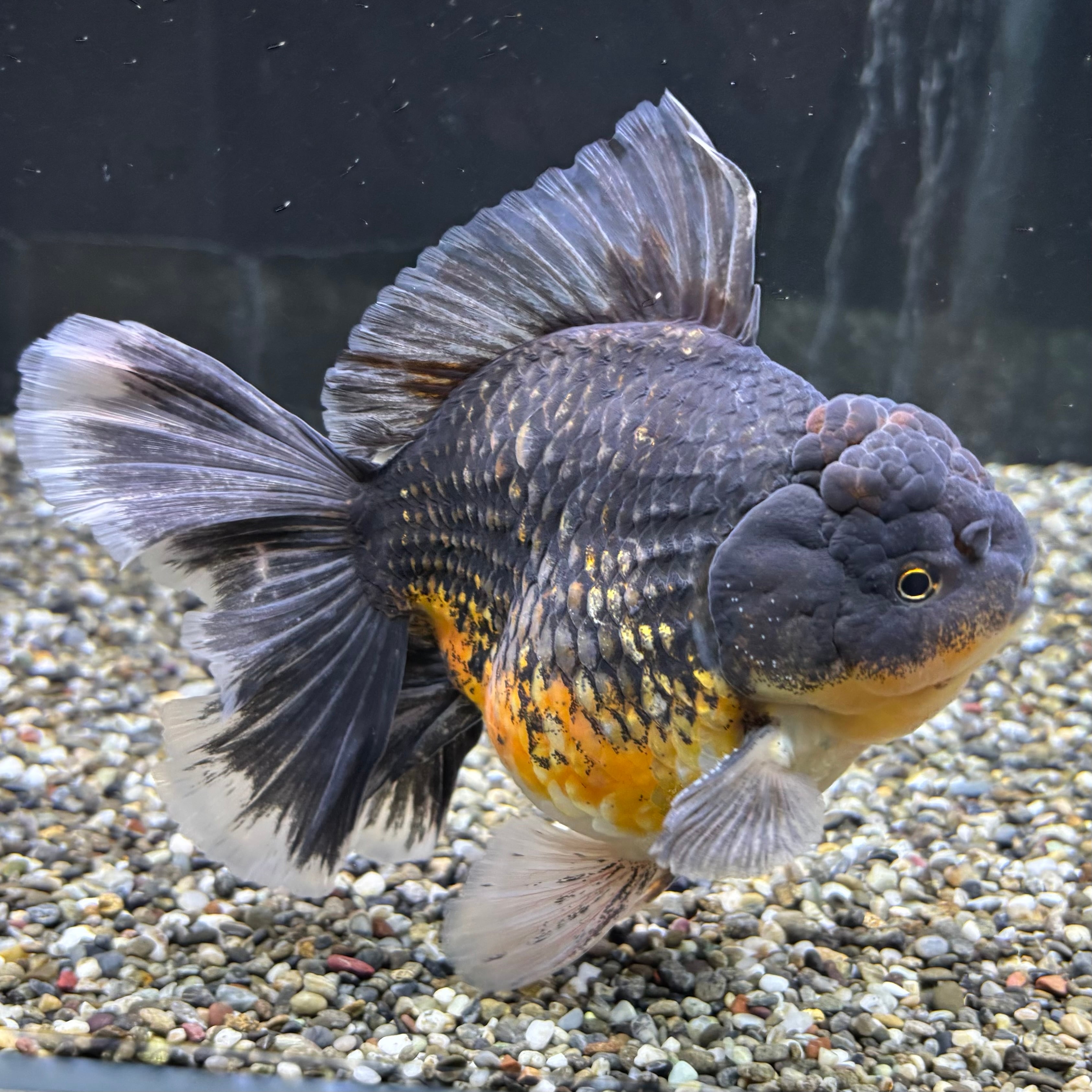 決まりました。金魚 ローズテールオランダ 【金魚専門店 悟空】ローズ 